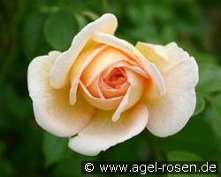Felidaé (Strauchrose) Bild der Rose 'Felidaé' (Strauchrose)