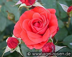 Feuerfunken (Strauchrose) Bild der Rose 'Feuerfunken' (Strauchrose)