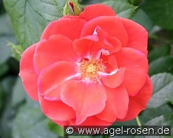 Feuerwerk (Strauchrose) Bild der Rose 'Feuerwerk' (Strauchrose)