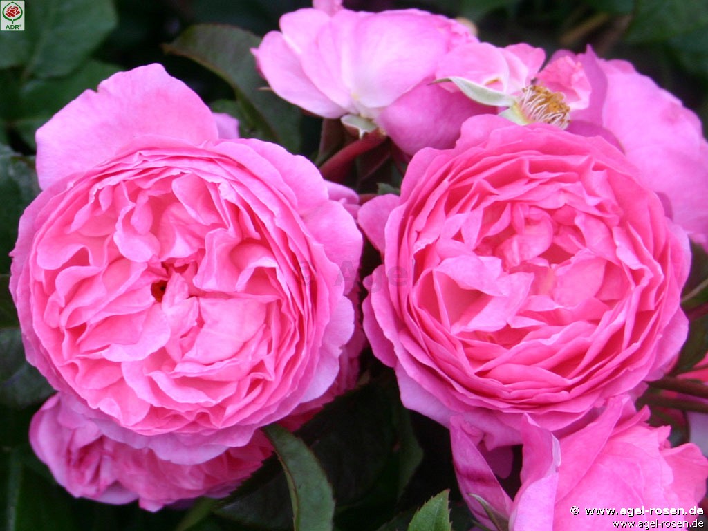 Bild der Rose 'Flashlight' (Strauchrose)