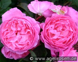 Flashlight (Strauchrose) Bild der Rose 'Flashlight' (Strauchrose)