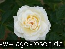 Bild der Rose 'Flora Romantica' (Strauchrose)
