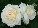 Flora Romantica (Strauchrose) Bild der Rose 'Flora Romantica' (Strauchrose)