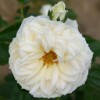 Flora Romantica (Strauchrose) Bild der Rose 'Flora Romantica' (Strauchrose)