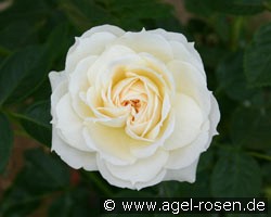 Flora Romantica (Strauchrose) Bild der Rose 'Flora Romantica' (Strauchrose)
