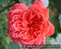 Florenzia (Strauchrose) Bild der Rose 'Florenzia' (Strauchrose)