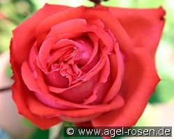 Fortissimo (Strauchrose) Bild der Rose 'Fortissimo' (Strauchrose)