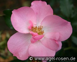 Frauke (Strauchrose) Bild der Rose 'Frauke' (Strauchrose)