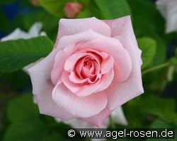 Fritz Nobis (Strauchrose) Bild der Rose 'Fritz Nobis' (Strauchrose)