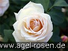 Bild der Rose 'Frühlingsduft' (Strauchrose)
