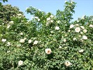 Frühlingsduft (Strauchrose) Bild der Rose 'Frühlingsduft' (Strauchrose)