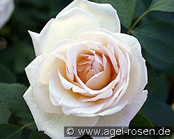 Frühlingsduft (Strauchrose) Bild der Rose 'Frühlingsduft' (Strauchrose)