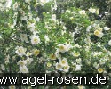 Bild der Rose 'Frühlingsgold' (Strauchrose)