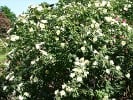 Frühlingsgold (Strauchrose) Bild der Rose 'Frühlingsgold' (Strauchrose)