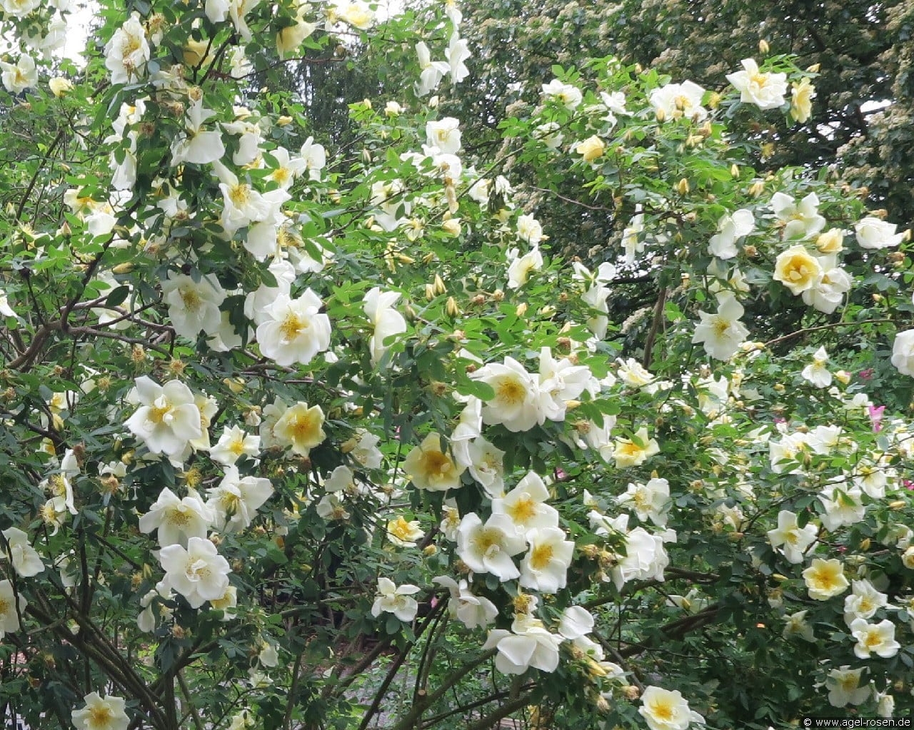 Frühlingsgold (Strauchrose) Bild der Rose 'Frühlingsgold' (Strauchrose)
