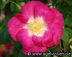 Frühlingszauber (Strauchrose) Bild der Rose 'Frühlingszauber' (Strauchrose)