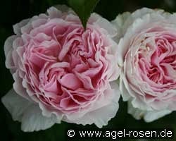 Gartenträume (Strauchrose) Bild der Rose 'Gartenträume' (Strauchrose)