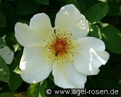 Golden Wings (Strauchrose) Bild der Rose 'Golden Wings' (Strauchrose)