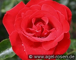 Grandhotel (Strauchrose) Bild der Rose 'Grandhotel' (Strauchrose)