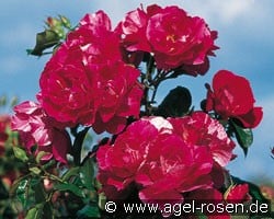 Guy Savoy (Strauchrose) Bild der Rose 'Guy Savoy' (Strauchrose)