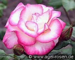 Händel (Strauchrose) Bild der Rose 'Händel' (Strauchrose)