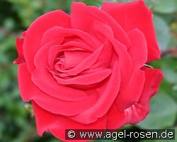 Hotel Royal (Strauchrose) Bild der Rose 'Hotel Royal' (Strauchrose)