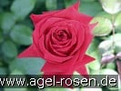 Isabella Rosselini (Strauchrose) Bild der Rose 'Isabella Rosselini' (Strauchrose)