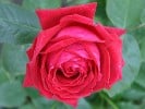 Isabella Rosselini (Strauchrose) Bild der Rose 'Isabella Rosselini' (Strauchrose)