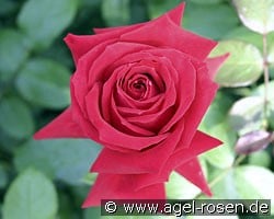 Isabella Rosselini (Strauchrose) Bild der Rose 'Isabella Rosselini' (Strauchrose)