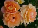 Johannes Rau (Strauchrose) Bild der Rose 'Johannes Rau' (Strauchrose)