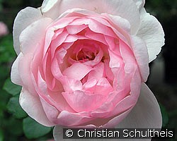 Johannes Schultheis (Strauchrose) Bild der Rose 'Johannes Schultheis' (Strauchrose)