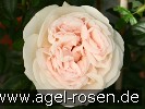 Bild der Rose 'Julia' (Strauchrose)