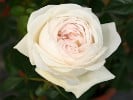 Julia (Strauchrose) Bild der Rose 'Julia' (Strauchrose)