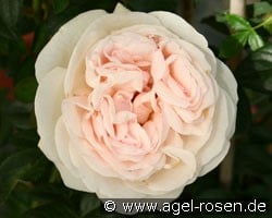 Julia (Strauchrose) Bild der Rose 'Julia' (Strauchrose)