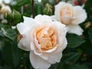 Kaiser von Lautern (Strauchrose) Bild der Rose 'Kaiser von Lautern' (Strauchrose)