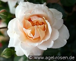 Kaiser von Lautern (Strauchrose) Bild der Rose 'Kaiser von Lautern' (Strauchrose)