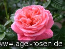 Bild der Rose 'Kore' (Strauchrose)