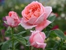 Kore (Strauchrose) Bild der Rose 'Kore' (Strauchrose)