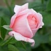 Kore (Strauchrose) Bild der Rose 'Kore' (Strauchrose)
