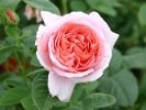 Kore (Strauchrose) Bild der Rose 'Kore' (Strauchrose)