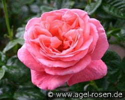 Kore (Strauchrose) Bild der Rose 'Kore' (Strauchrose)