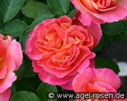 La Passionata (Strauchrose) Bild der Rose 'La Passionata' (Strauchrose)