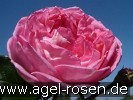 Bild der Rose 'La Rose de Molinard' (Strauchrose)