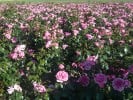 La Rose de Molinard (Strauchrose) Bild der Rose 'La Rose de Molinard' (Strauchrose)