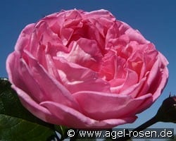 La Rose de Molinard (Strauchrose) Bild der Rose 'La Rose de Molinard' (Strauchrose)
