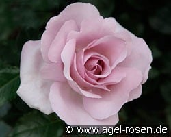 La Rose du Petit Prince (Strauchrose) Bild der Rose 'La Rose du Petit Prince' (Strauchrose)