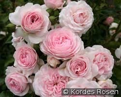Larissa (Strauchrose) Bild der Rose 'Larissa' (Strauchrose)