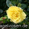 Bild der Rose 'Lichtkönigin Lucia' (Strauchrose)
