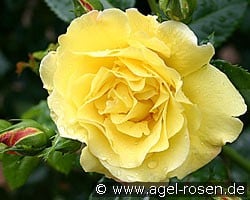 Lichtkönigin Lucia (Strauchrose) Bild der Rose 'Lichtkönigin Lucia' (Strauchrose)