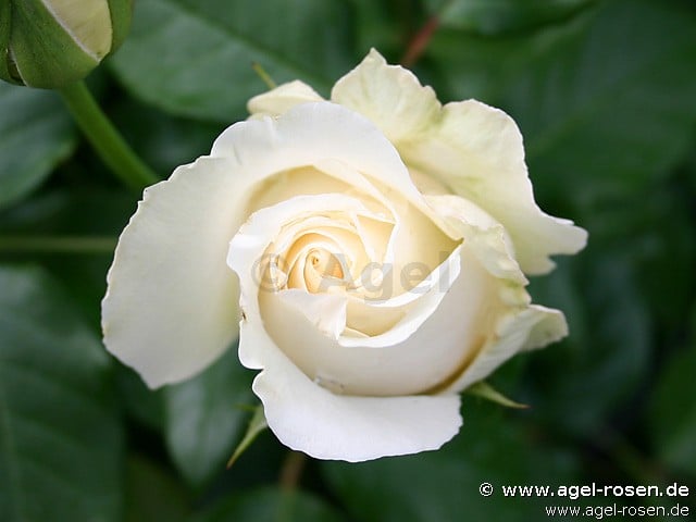 Bild der Rose 'Lina' (Strauchrose)